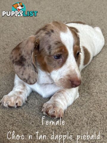 Miniature dachshund puppies