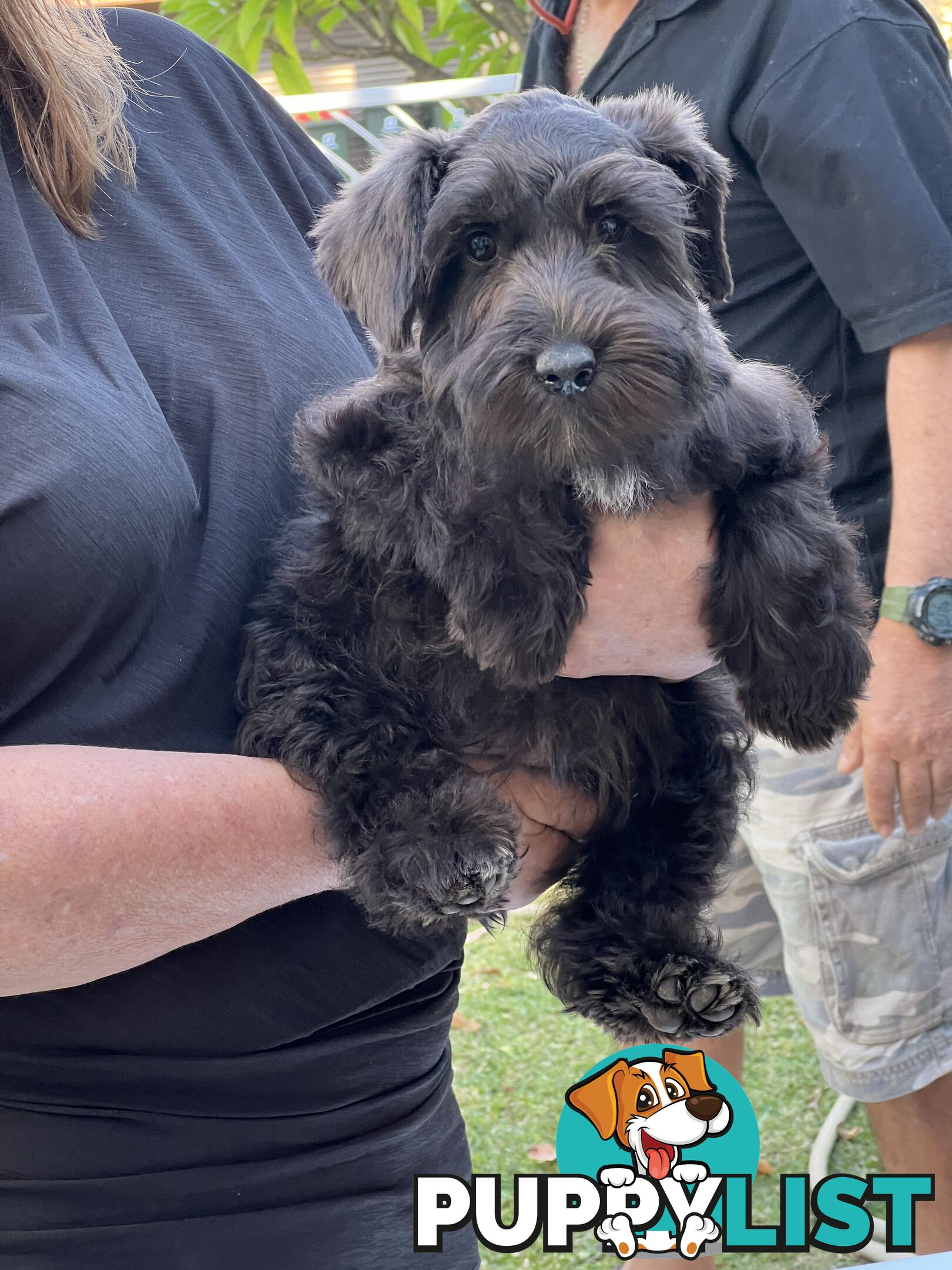 SCHNAUZERS PUREBRED FROM TINY AMERICAN IMPORTED PARENTS - IN PERTH WA