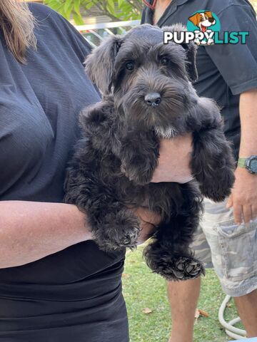 SCHNAUZERS PUREBRED FROM TINY AMERICAN IMPORTED PARENTS - IN PERTH WA