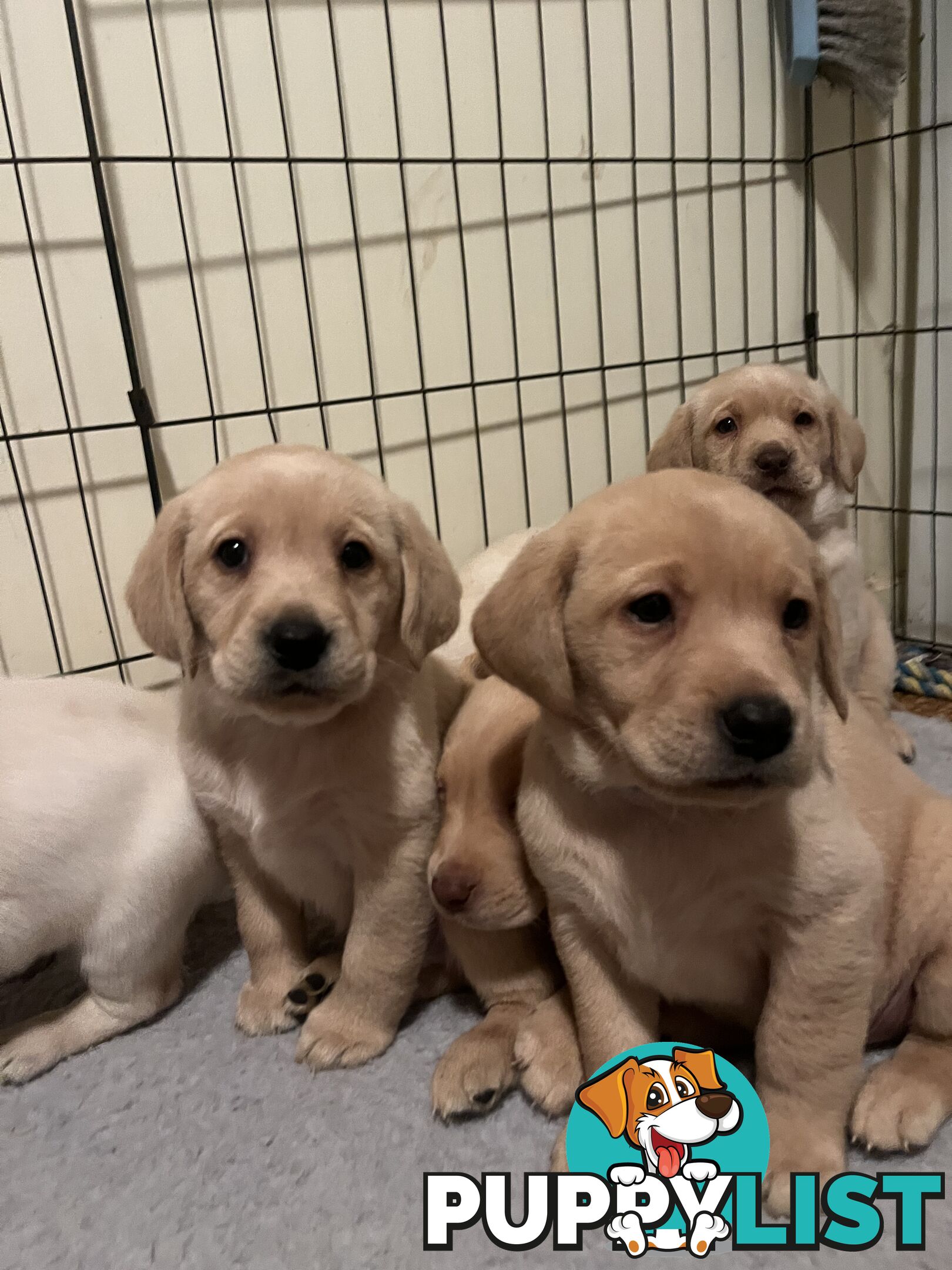 Golden Labrador Puppies