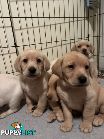 Golden Labrador Puppies
