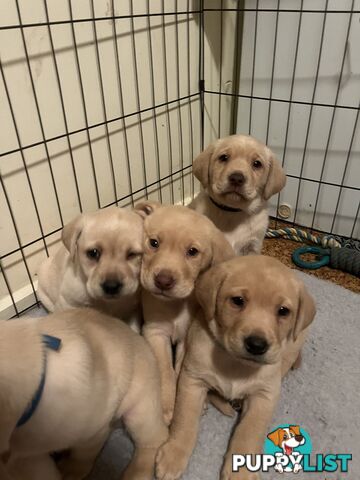 Golden Labrador Puppies