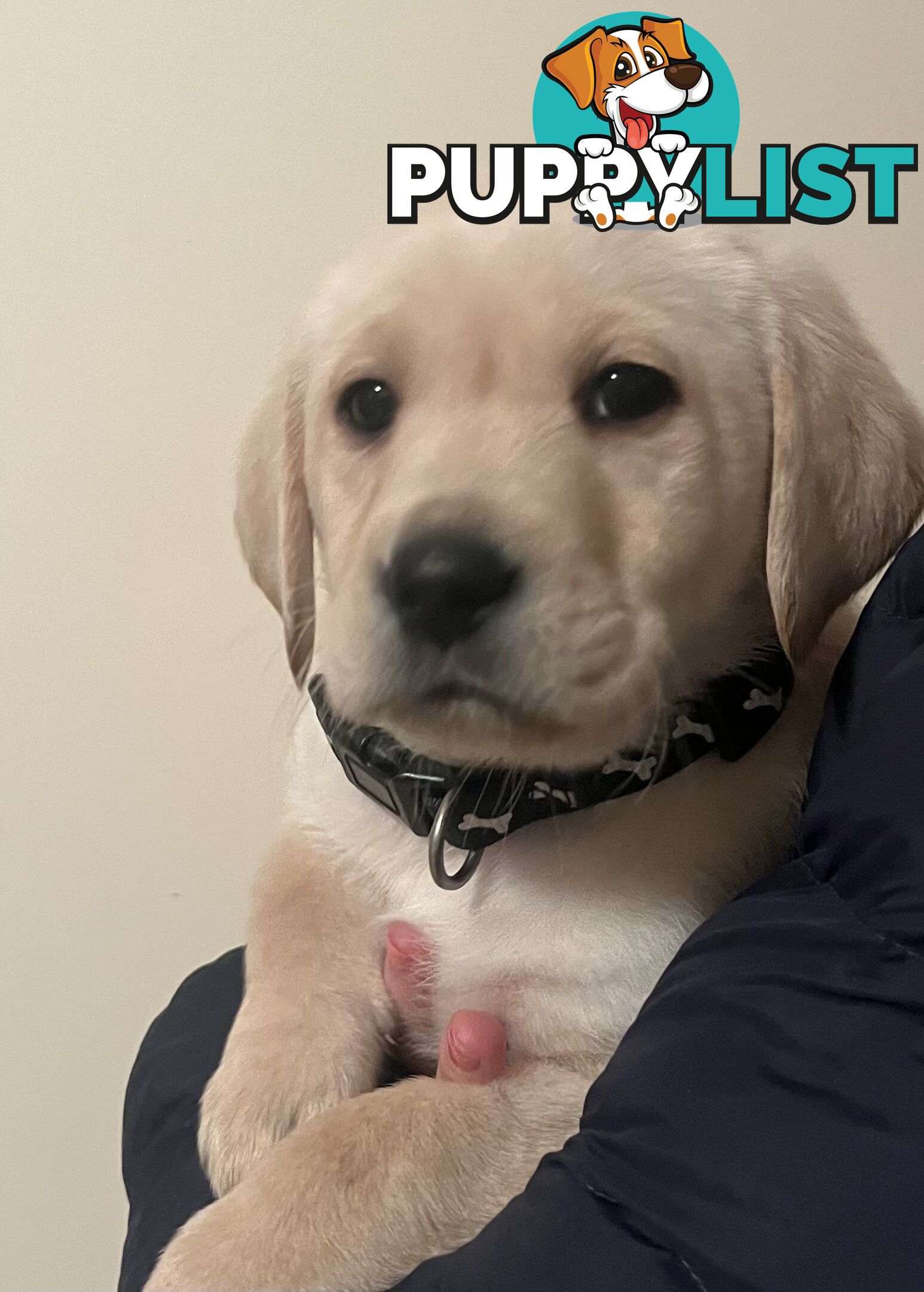 Golden Labrador Puppies