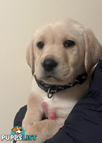 Golden Labrador Puppies