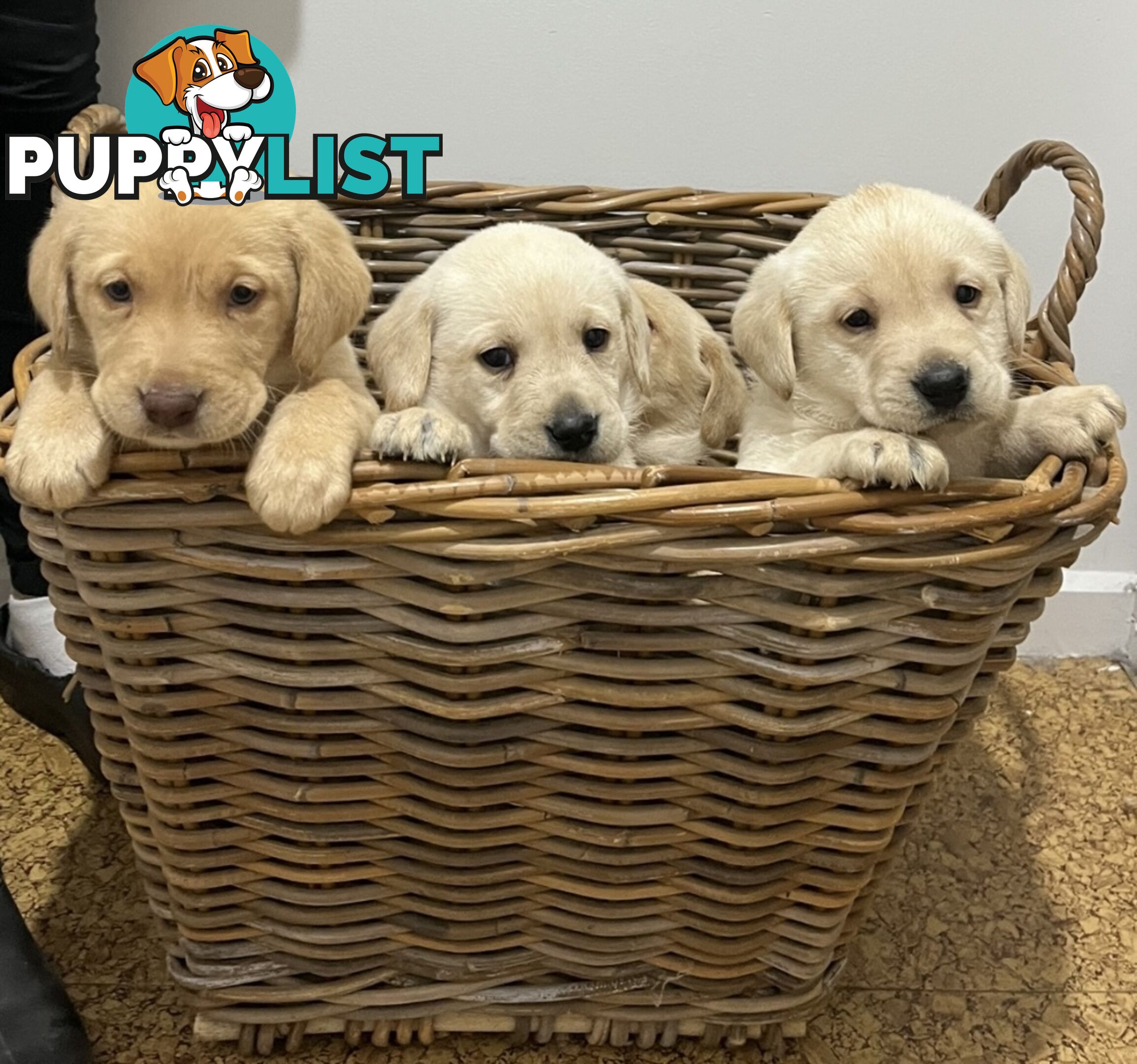 Golden Labrador Puppies