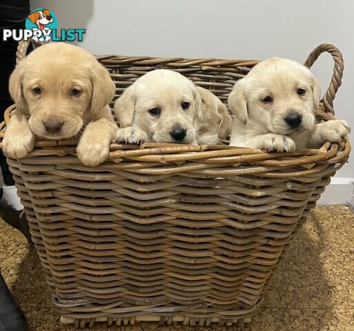 Golden Labrador Puppies