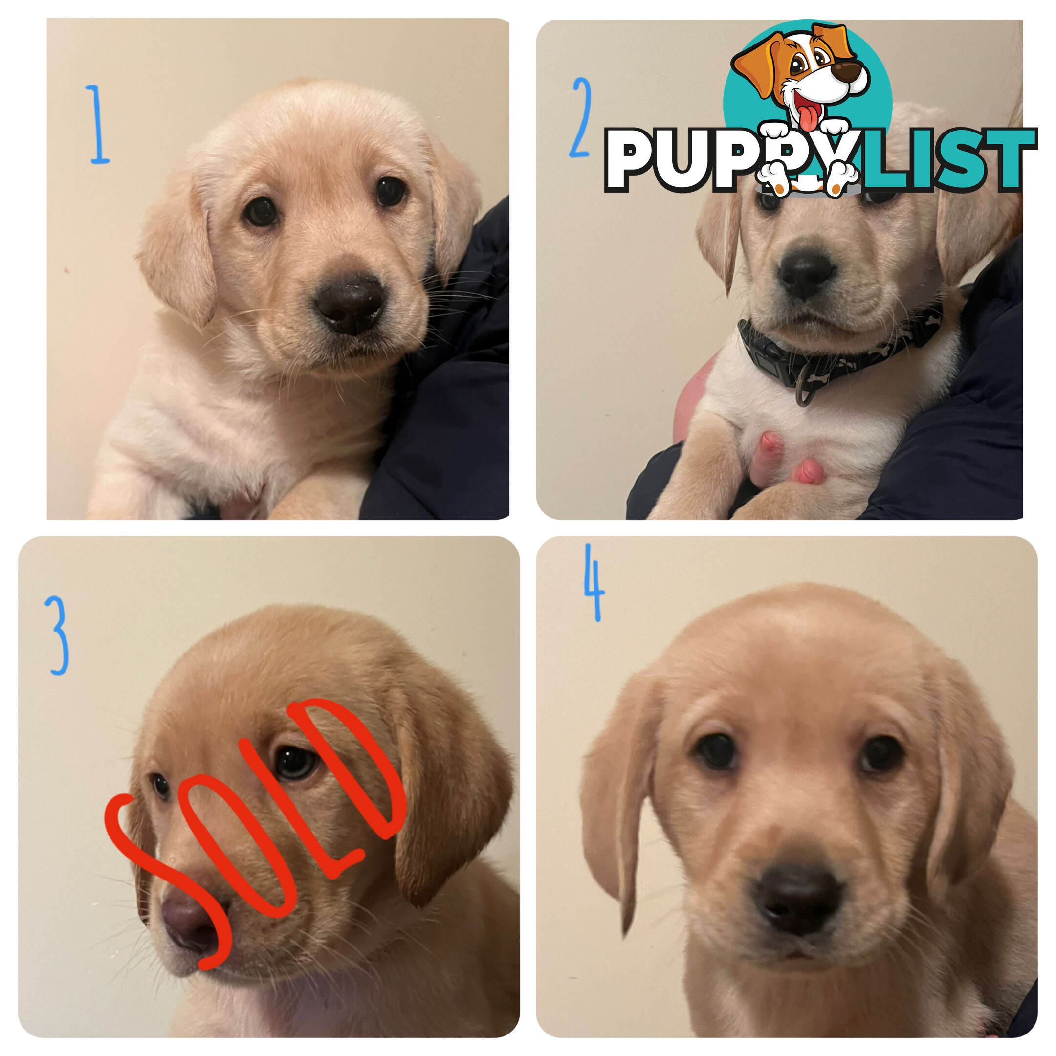 Golden Labrador Puppies