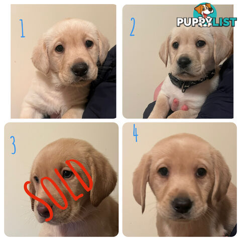 Golden Labrador Puppies