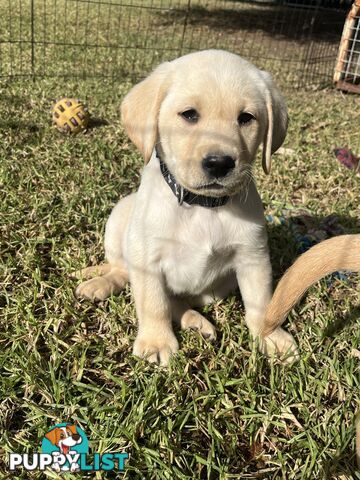 Golden Labrador Puppy