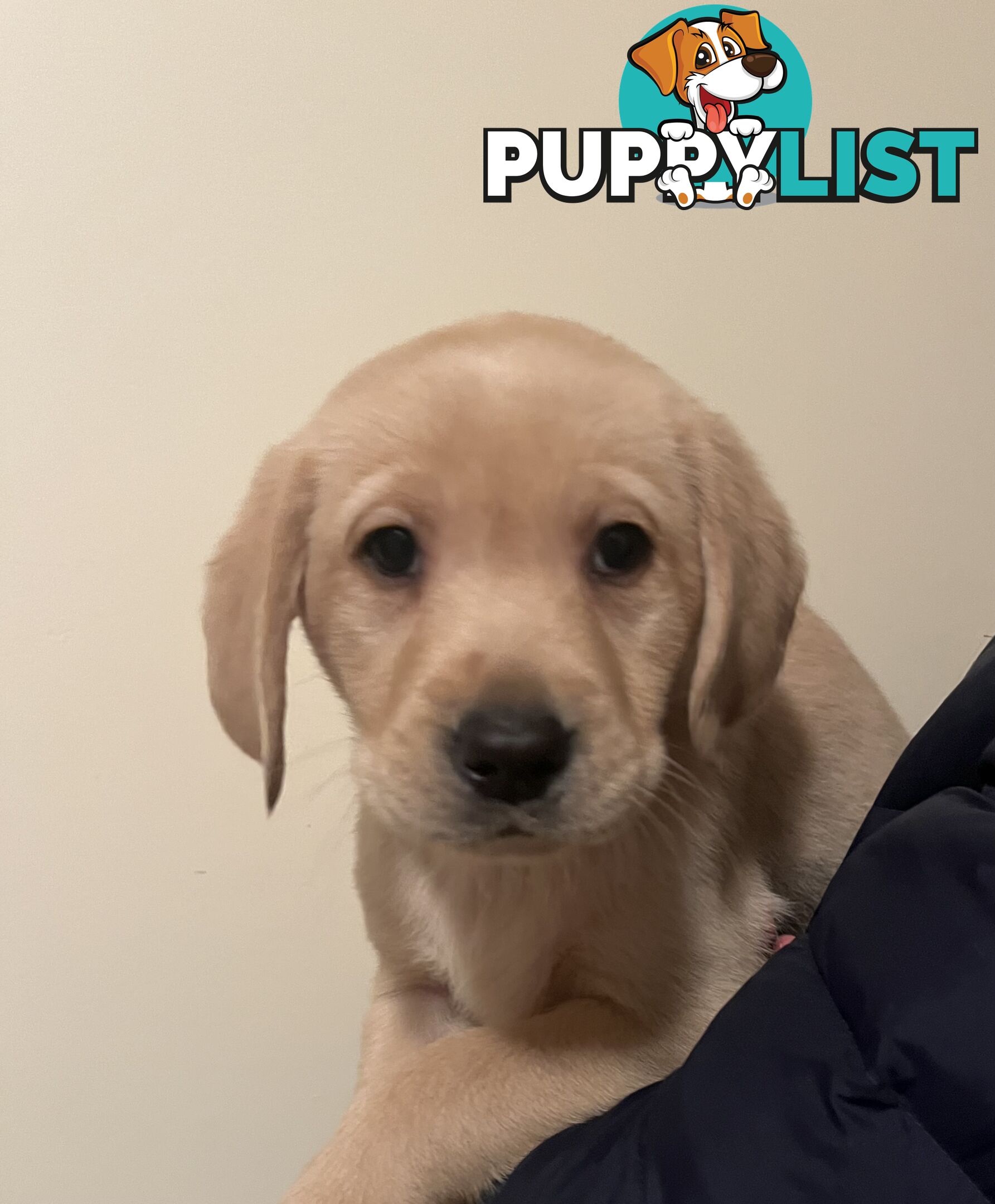 Golden Labrador Puppies