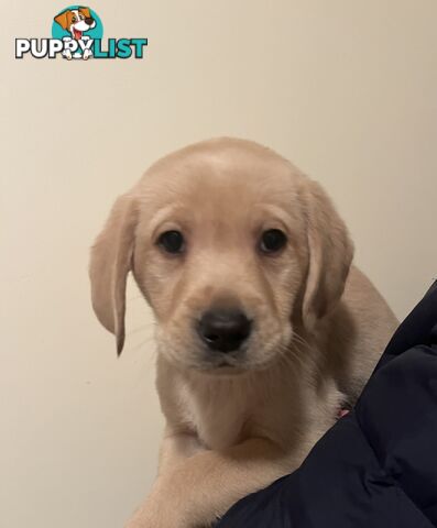 Golden Labrador Puppies