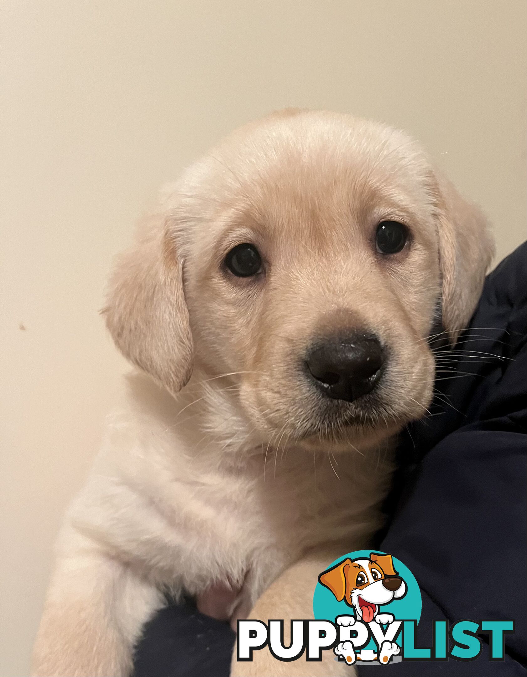 Golden Labrador Puppies