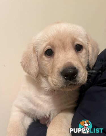 Golden Labrador Puppies