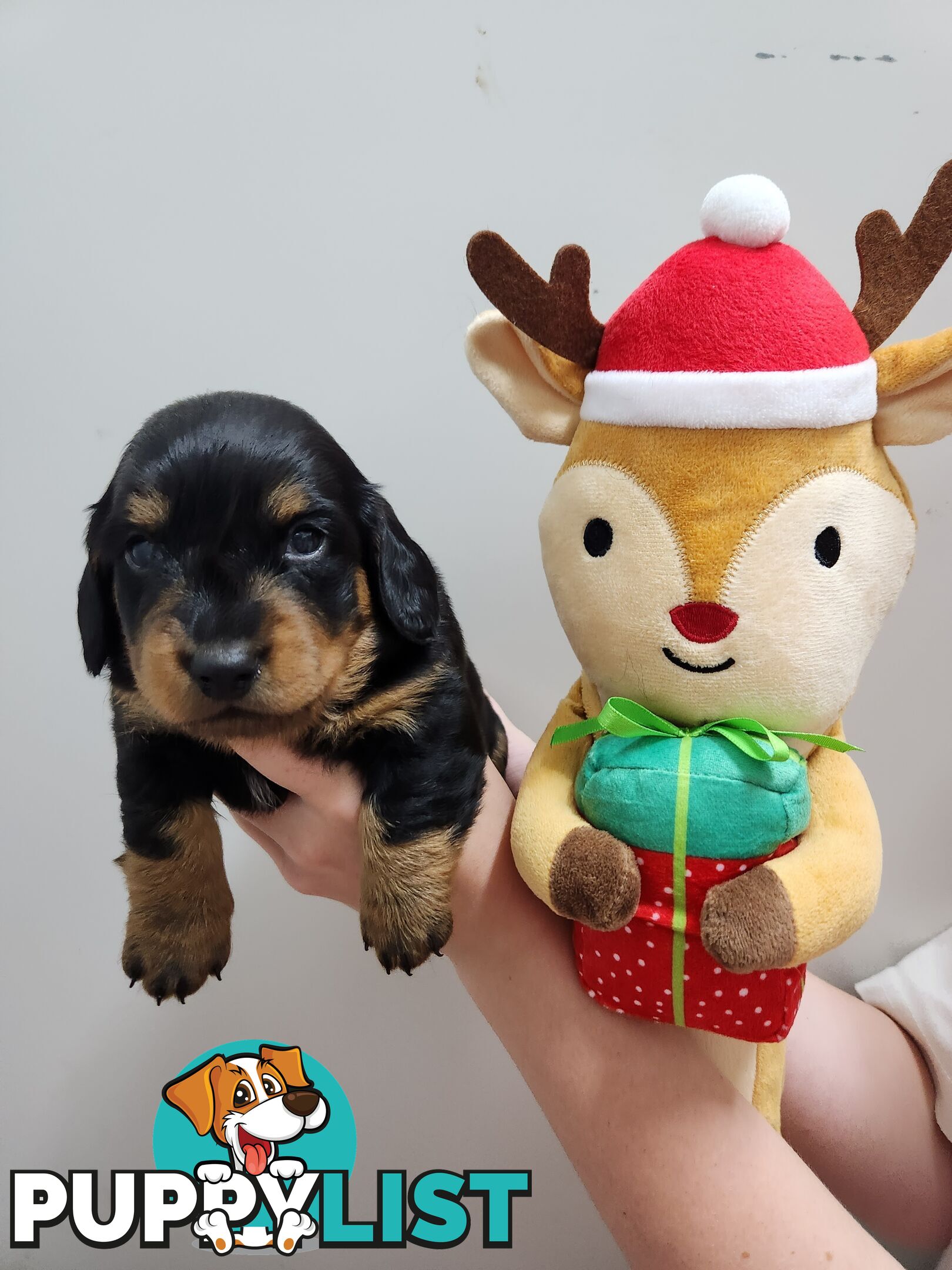 Miniature dachshund pups - long hair and short hair