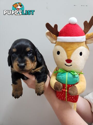 Miniature dachshund pups - long hair and short hair