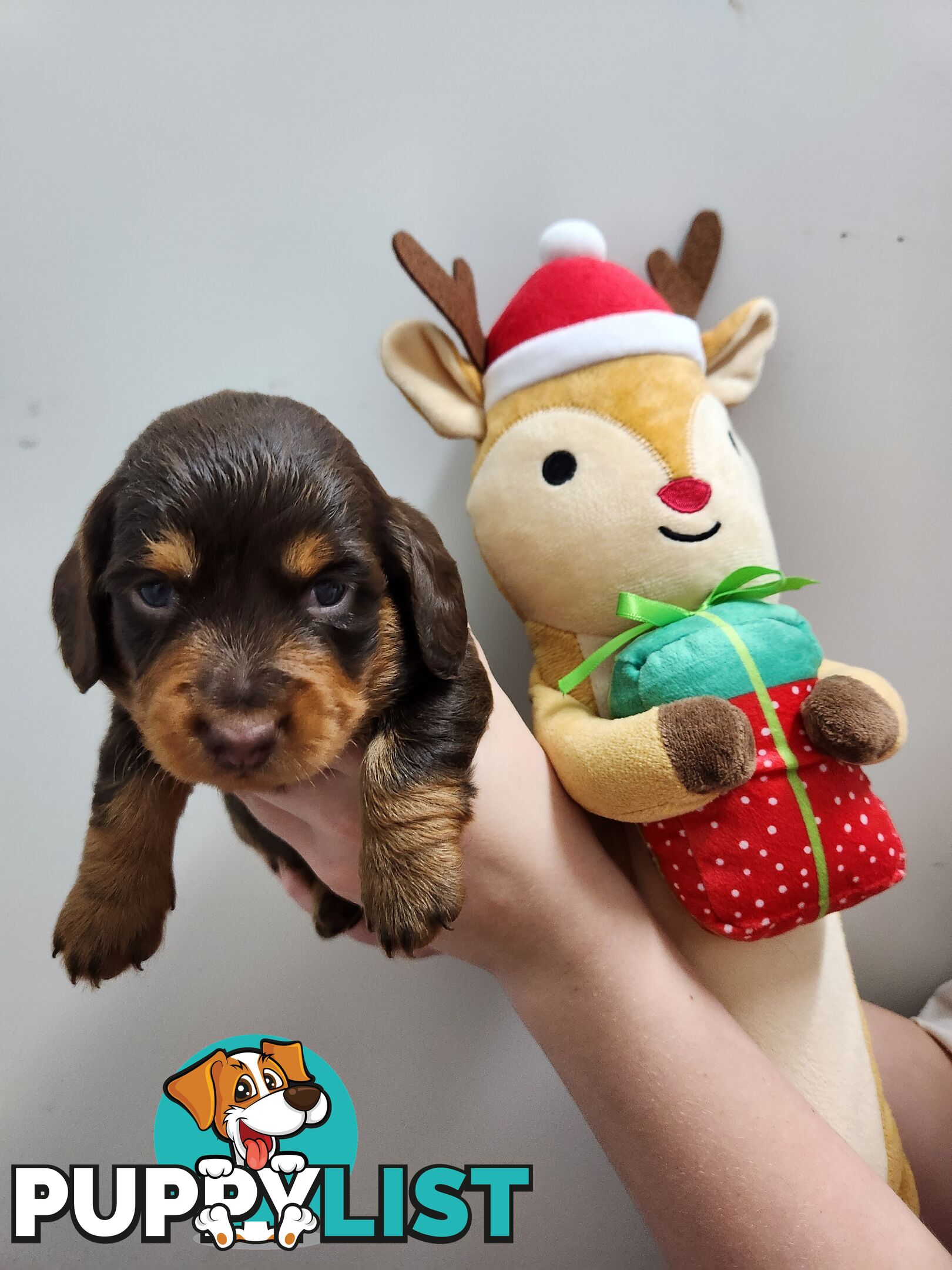 Miniature dachshund pups - long hair and short hair