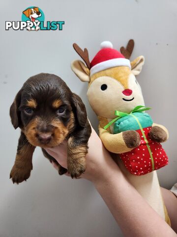 Miniature dachshund pups - long hair and short hair