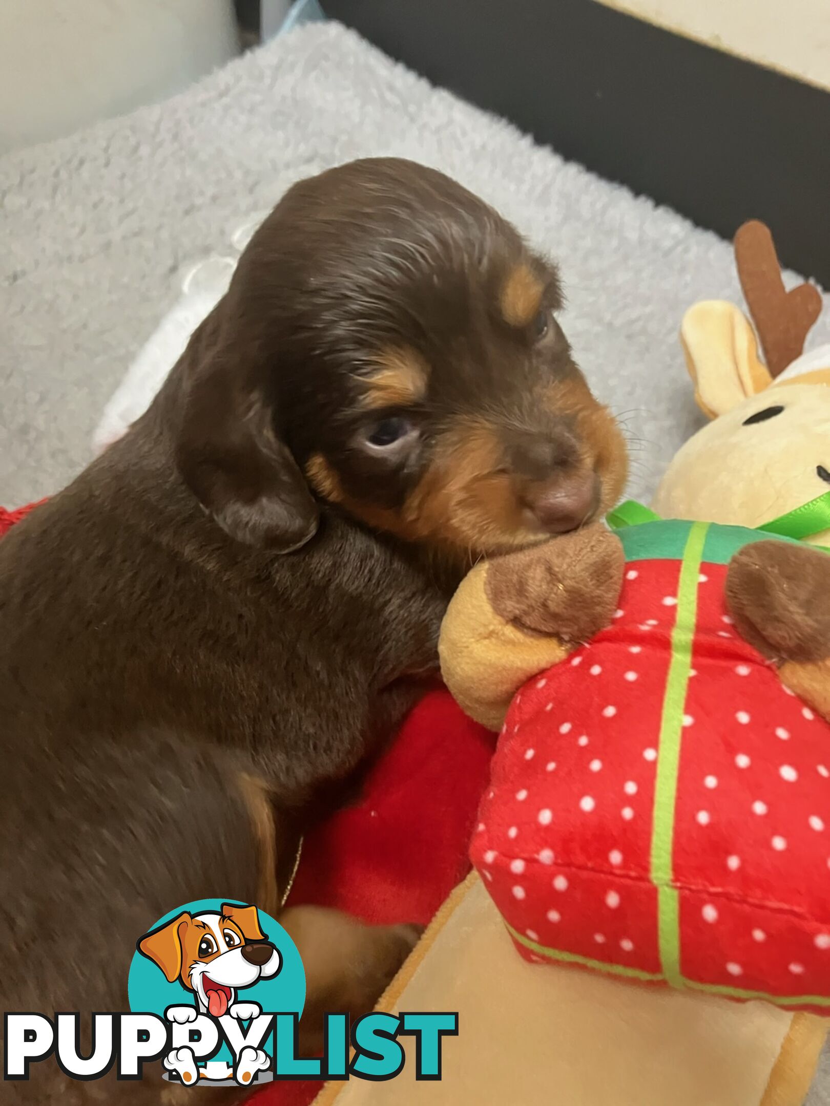 Miniature dachshund pups - long hair and short hair