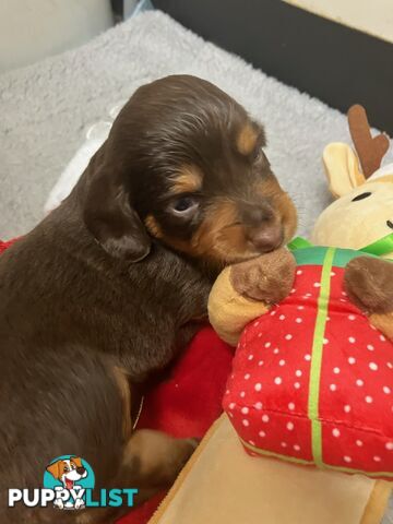 Miniature dachshund pups - long hair and short hair