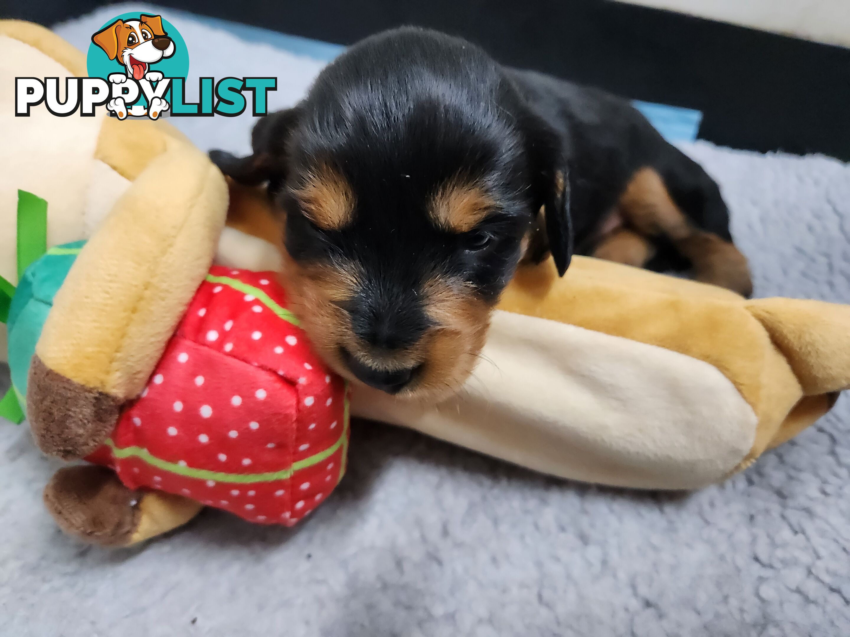 Miniature dachshund pups - long hair and short hair