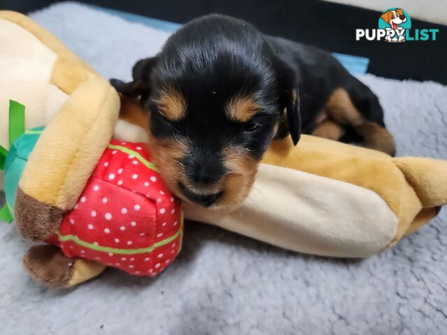 Miniature dachshund pups - long hair and short hair