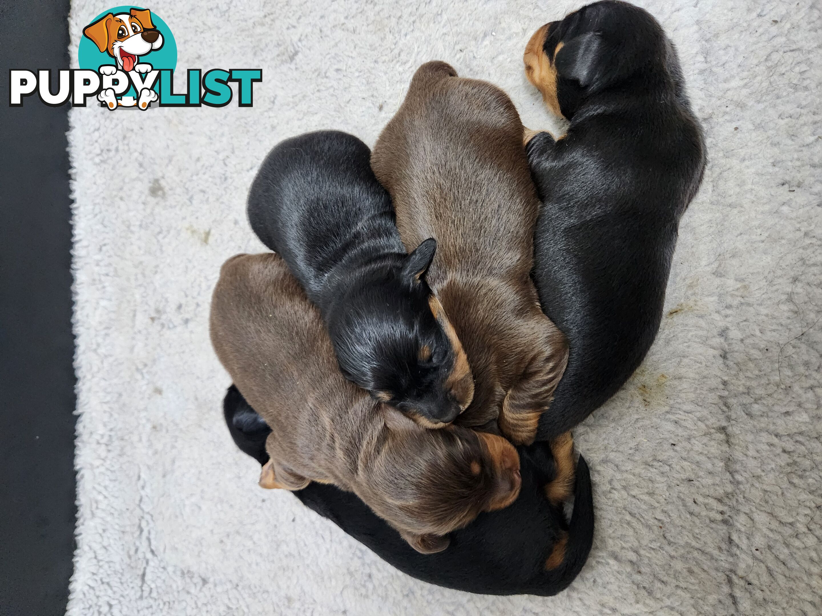 Miniature dachshund pups - long hair and short hair