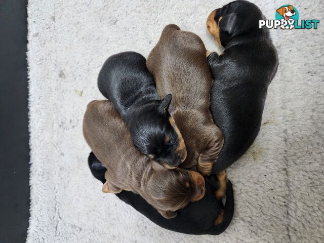 Miniature dachshund pups - long hair and short hair