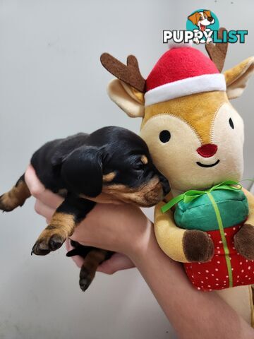 Miniature dachshund pups - long hair and short hair