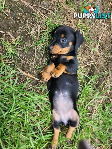 Miniature dachshund pup - short hair