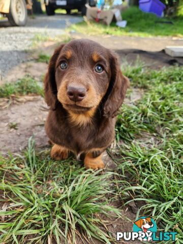 Miniature dachshund pups - long hair and short hair