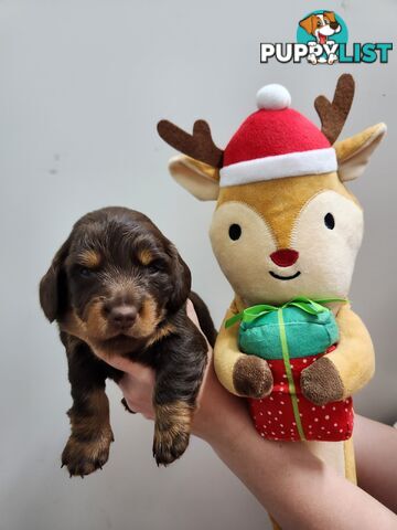 Miniature dachshund pups - long hair and short hair