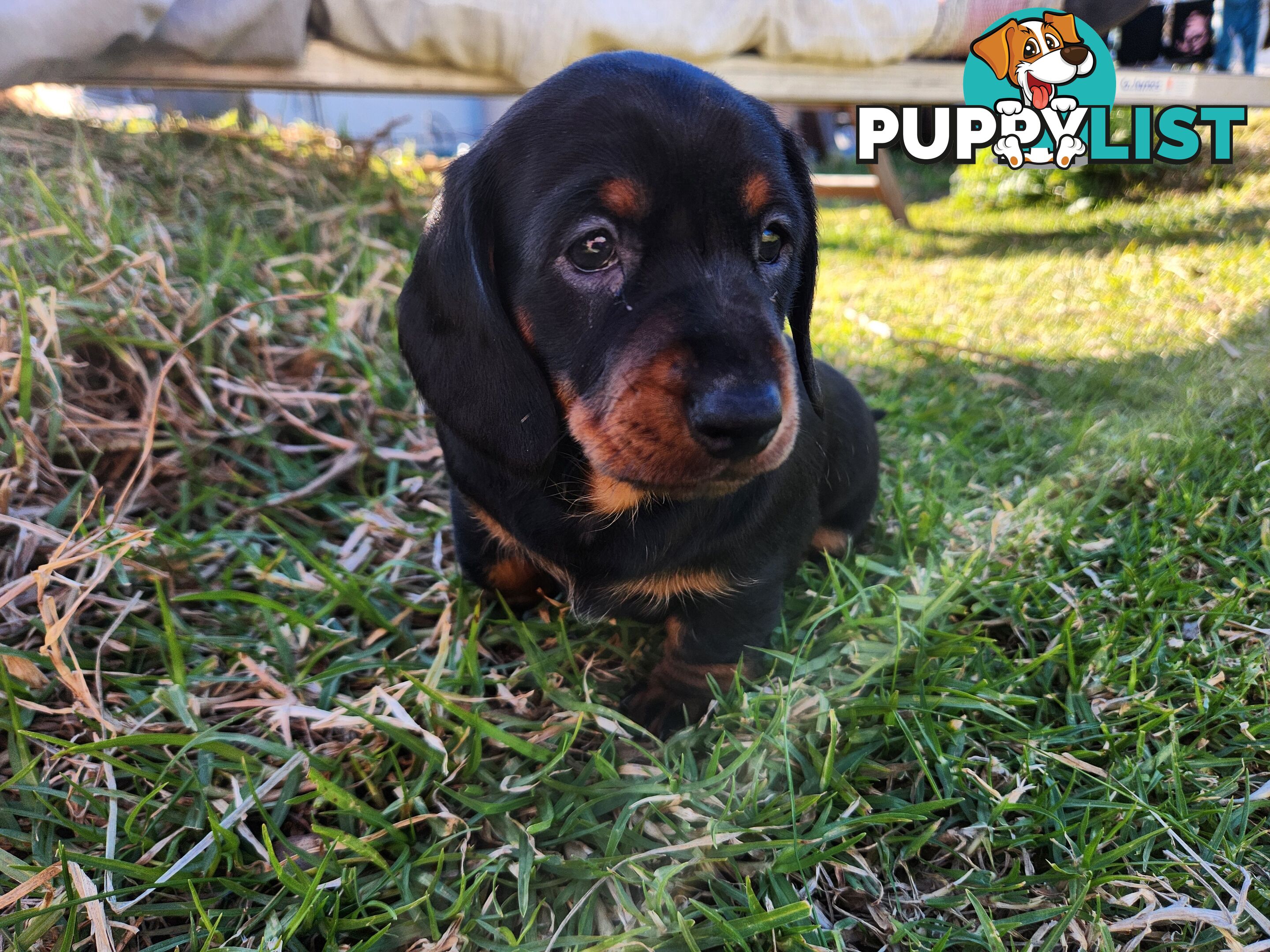 Short-haired, dapple miniature dachshund pups