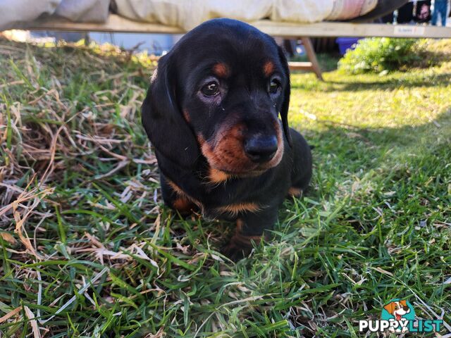 Short-haired, dapple miniature dachshund pups