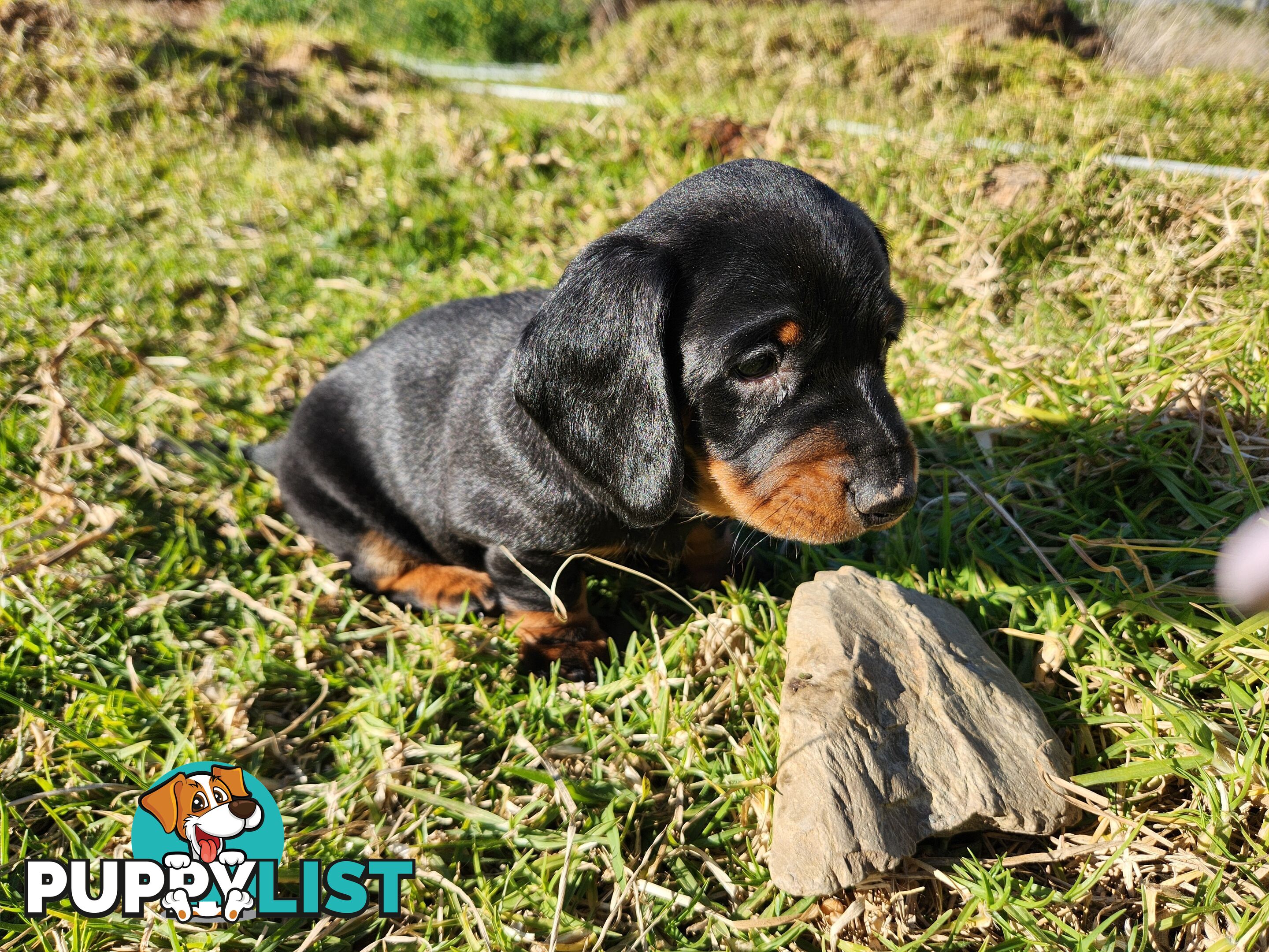 Short-haired, dapple miniature dachshund pups