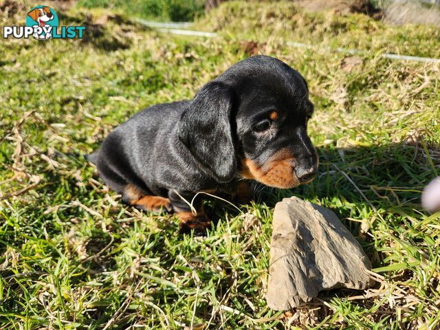 Short-haired, dapple miniature dachshund pups