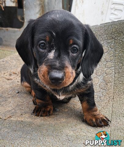 Short-haired, dapple miniature dachshund pups