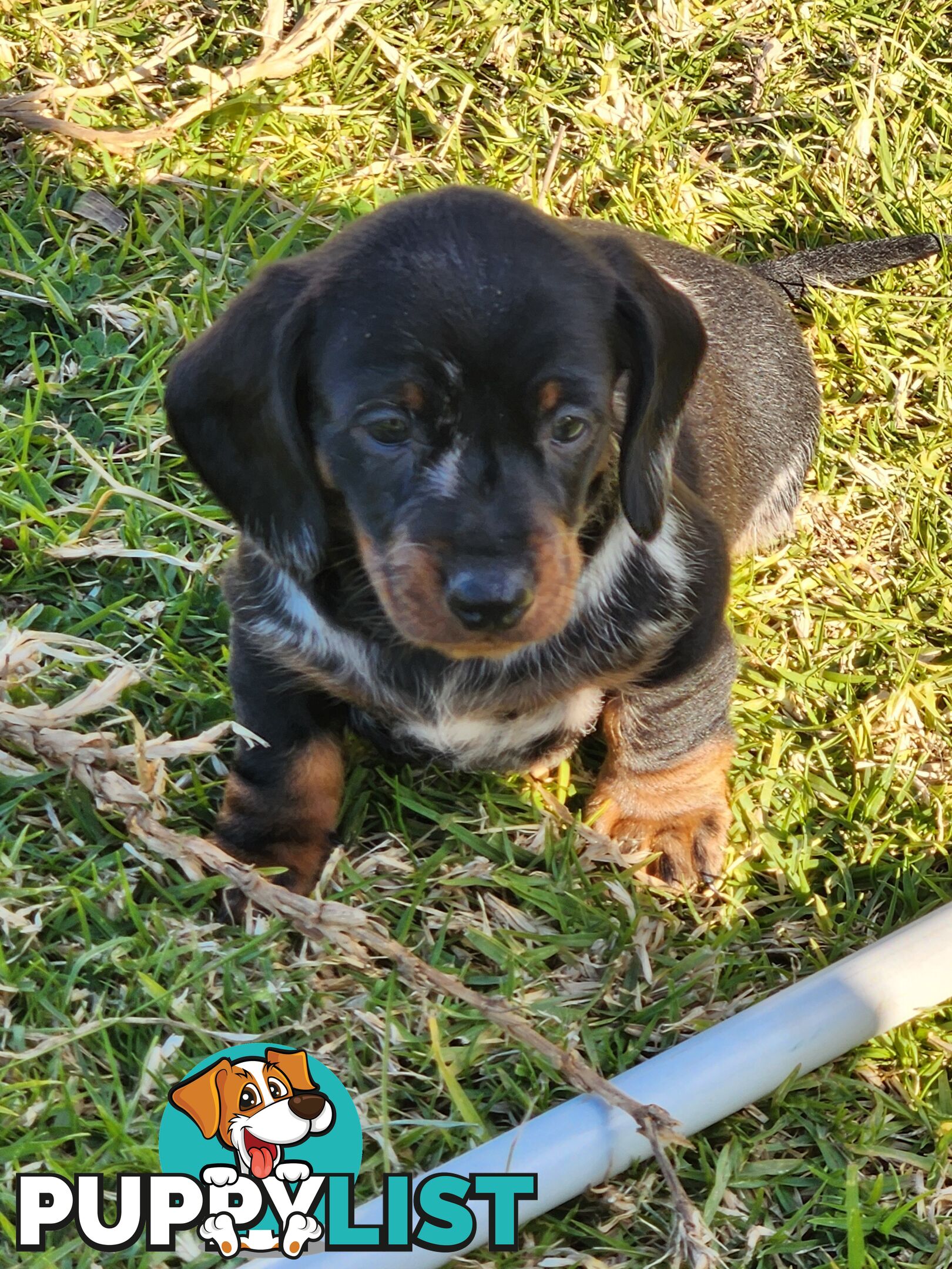 Short-haired, dapple miniature dachshund pups