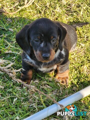 Short-haired, dapple miniature dachshund pups