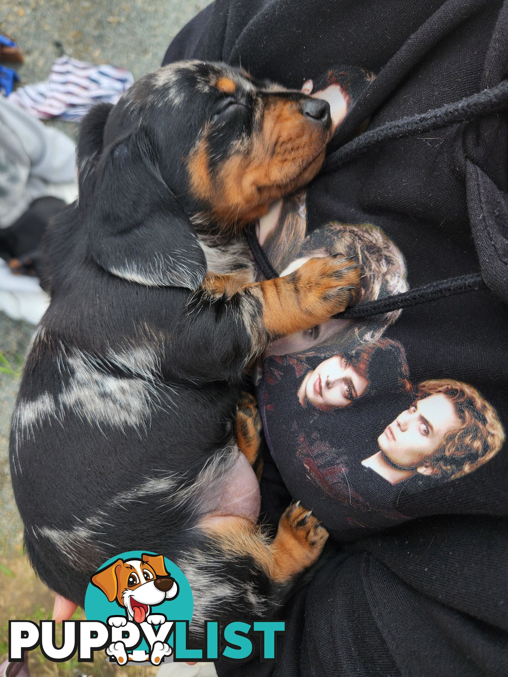 Short-haired, dapple miniature dachshund pups