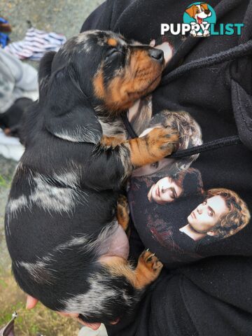 Short-haired, dapple miniature dachshund pups