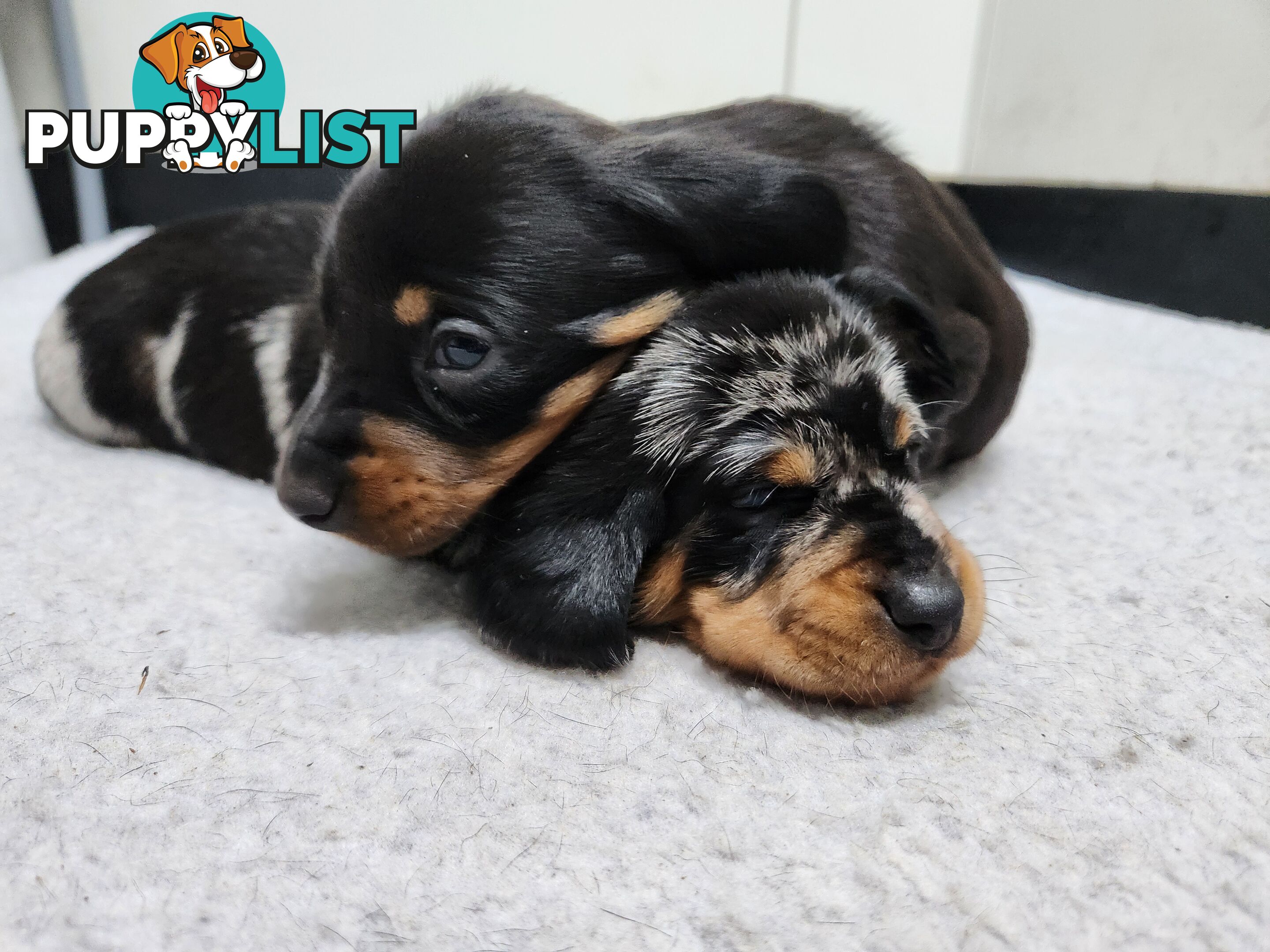 Short-haired, dapple miniature dachshund pups