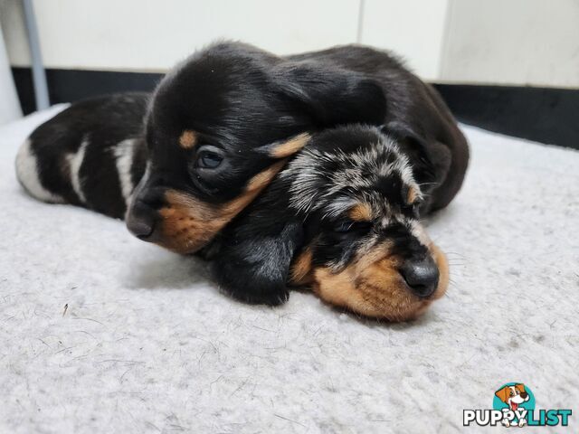 Short-haired, dapple miniature dachshund pups