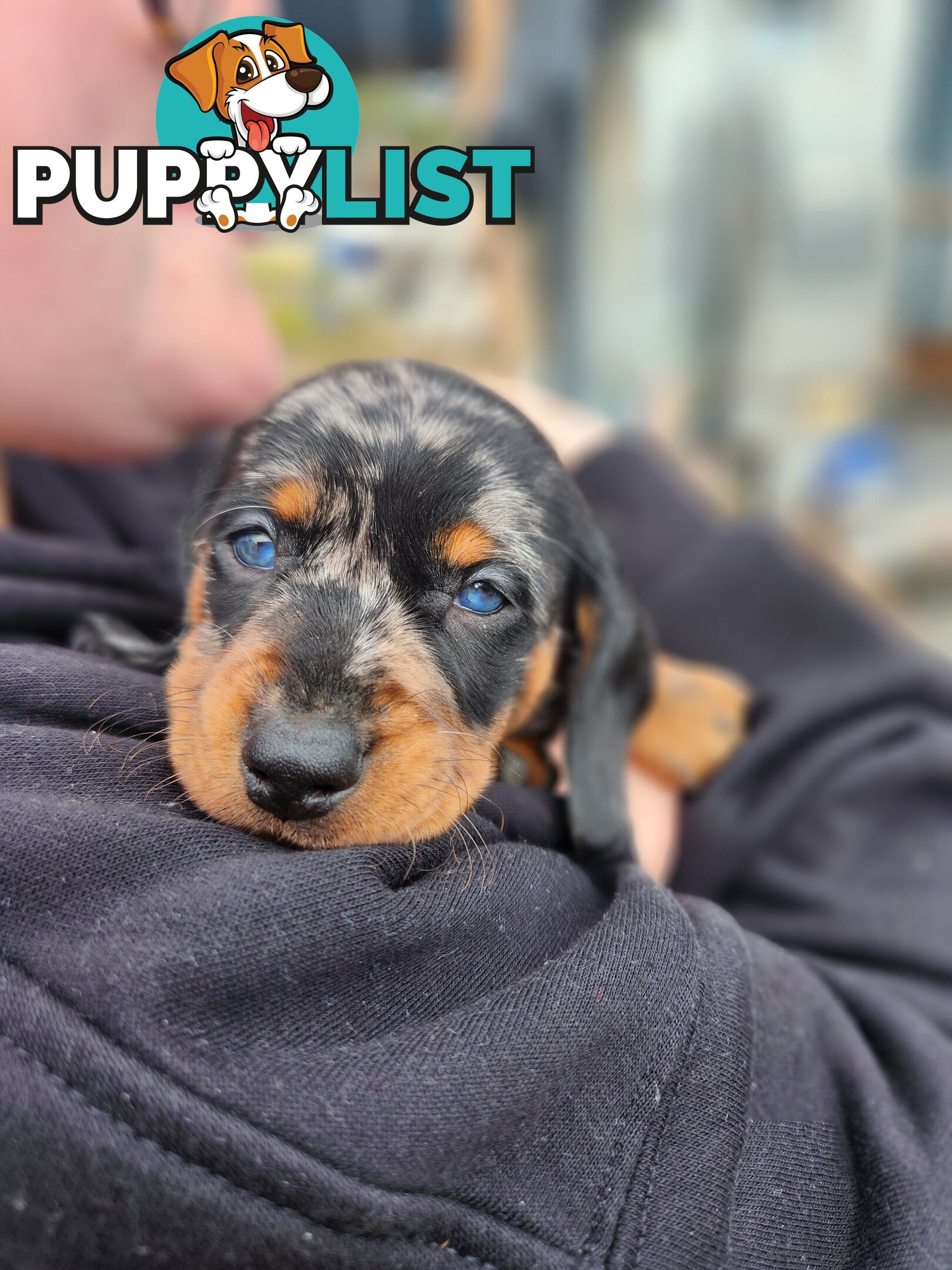 Short-haired, dapple miniature dachshund pups