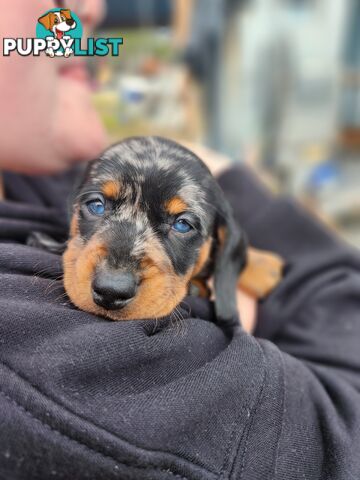Short-haired, dapple miniature dachshund pups