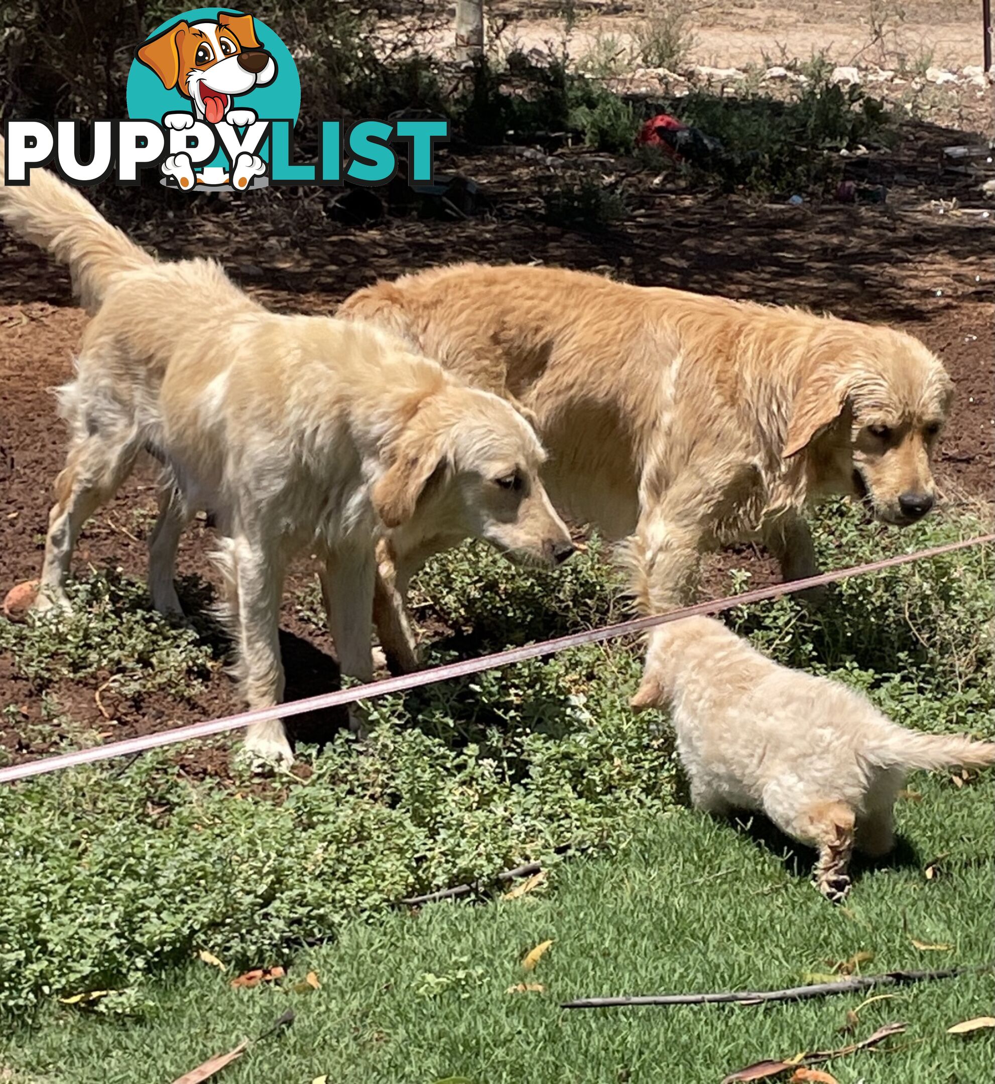 Golden Retriever Puppies