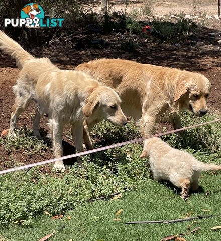 Golden Retriever Puppies