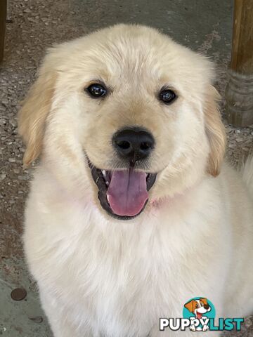 Golden Retriever Puppies