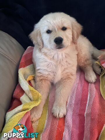 Golden Retriever Puppies