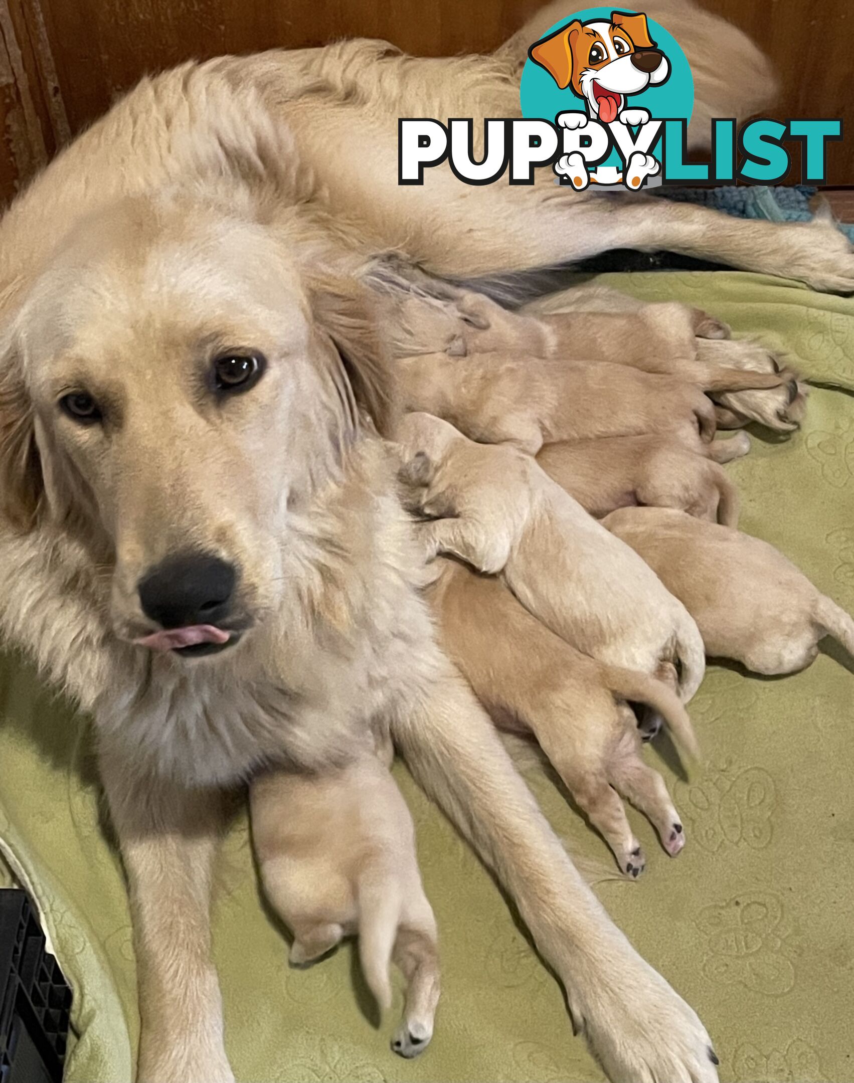 Golden Retriever Puppies