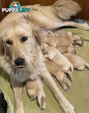 Golden Retriever Puppies